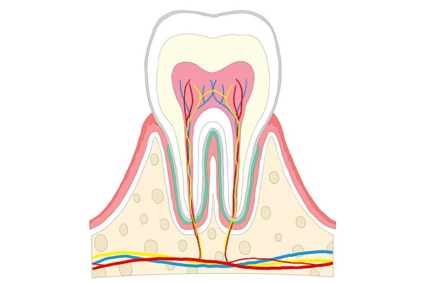 歯根膜がある歯